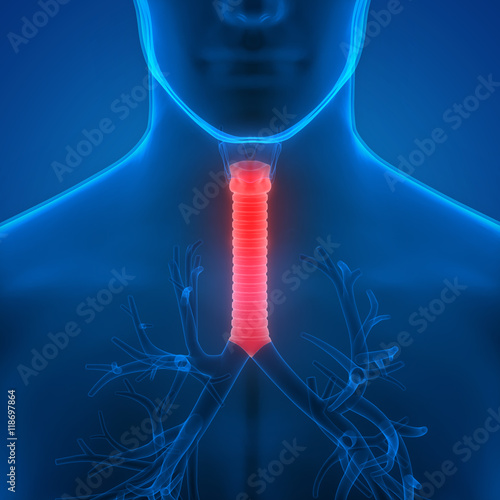 Human Lungs Inside Anatomy (Larynx, Trachea, Bronchioles)