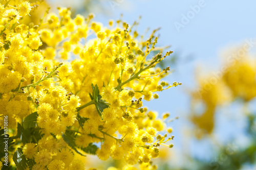 blooming mimosa