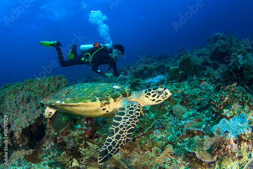 Scuba dive sea turtle 