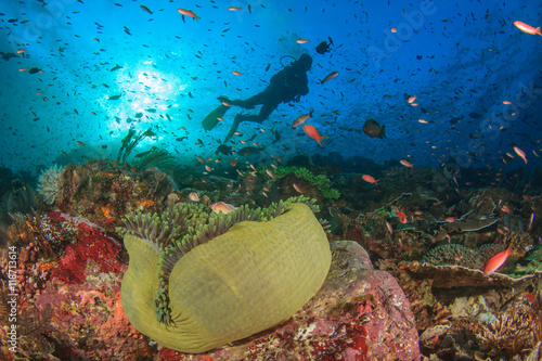 Scuba dive coral reef fish