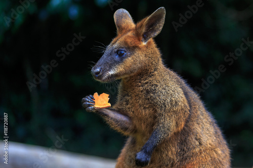 Wallaby eating