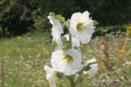 Malwa, alcea rosea