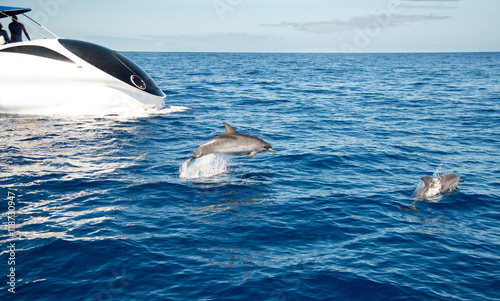 dolphin watching: Atlantic spotted dolphins