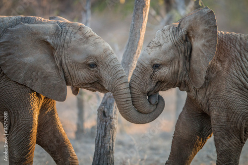 Elephants playing in the Kruger.