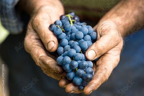 Hand holding fresh bunch of grapes
