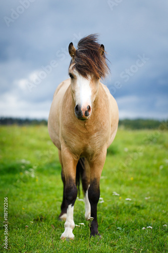 welsh pony
