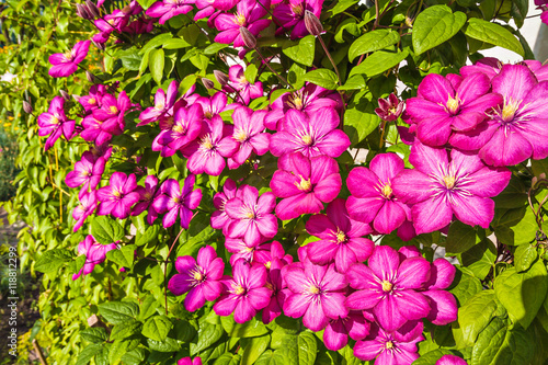 Flowers of clematis