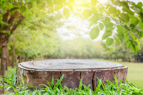 Stump empty for decorating your natural background.