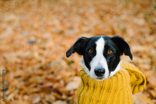 Cute female dog wearing warm scarf on autumn season