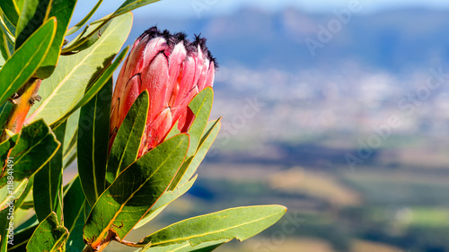 Red Mountain Protea