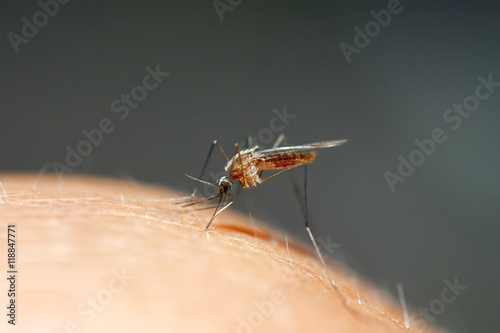 nasty insect mosquito drinks the blood of the person causing itching