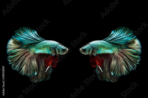 Capture the moving moment of golden copper siamese fighting fish isolated on black background. Betta fish