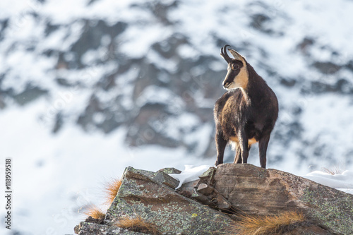 Chamois (Rupicapra rupicapra) on a rock