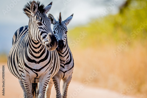 Two Zebras bonding in the Kruger.