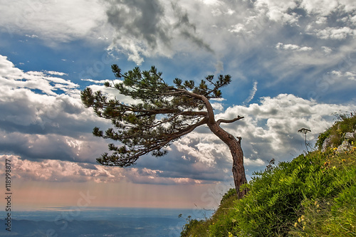 Lonley tree on downgrade