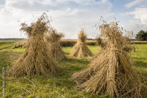 Wheat sheaves at the harvest