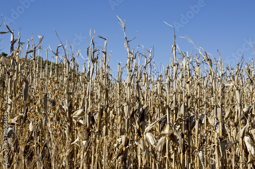 Dry wheat stalks