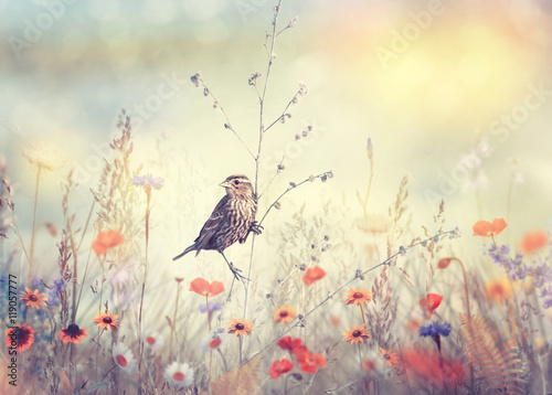 Pole z dzikimi kwiatami i ptakiem