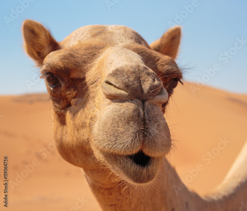 camels in the desert