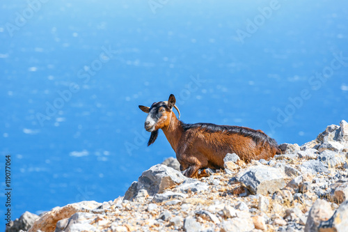 Domestic goat on Crete Island, Greece