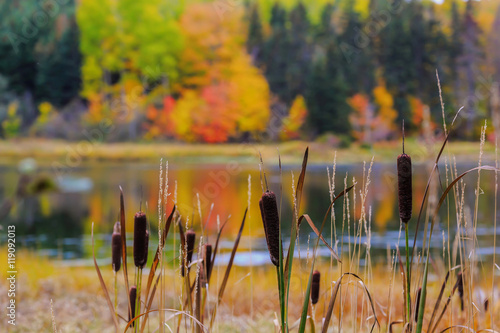 Autumn Cattails