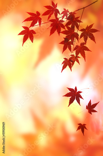 モミジの紅葉 背景素材 