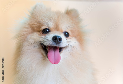 Dog pomeranian spitz smiling