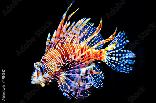 Colorful fish on black background