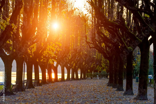 Italy, Angera.Wonderful autumn avenue for walking, large trees with yellow leaves. Silhouettes of trees in the rays of the setting evening sun.