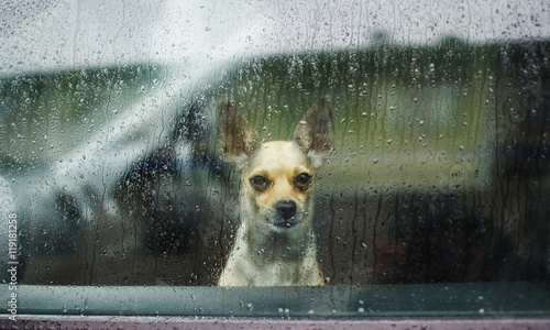 Chihuahua behind car window watching the rain. little dog looking through car glass on a rainy day. sad dog chihuahua waiting in a locked car their owners