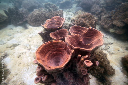 undrewater - wide angle shot of colorful coral reef sponge in Asia