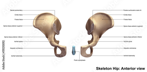 Skeleton hip_Anterior view