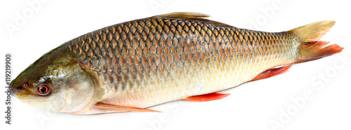 Popular Rohu or Rohit fish of Indian subcontinent
