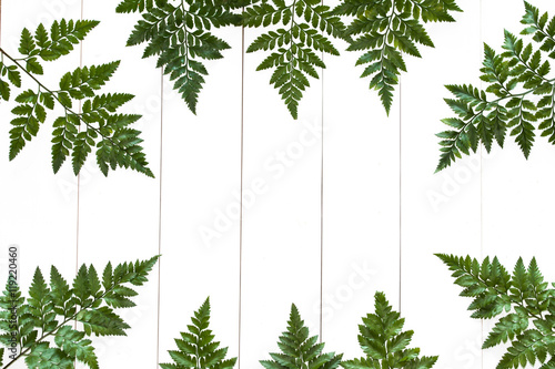 Davallia leaves laying on white wood with copy space in the center