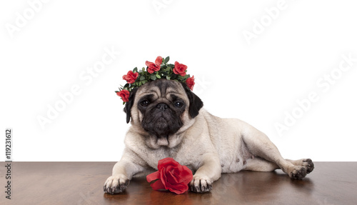 schattig mopshondje ligt als een model op tafel met gekruiste benen en haarband met rode rozen met witte achtergrond