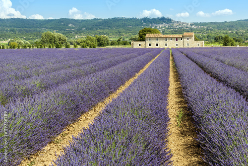 Lavender field with farmhouse