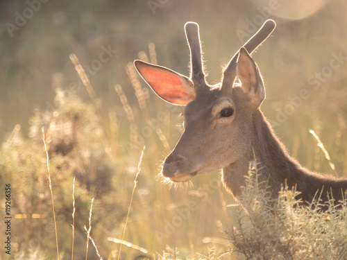 Backlit profile of a red deer Cervus elaphus (artistic picture)