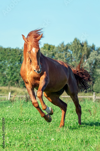 Red horse on grass field