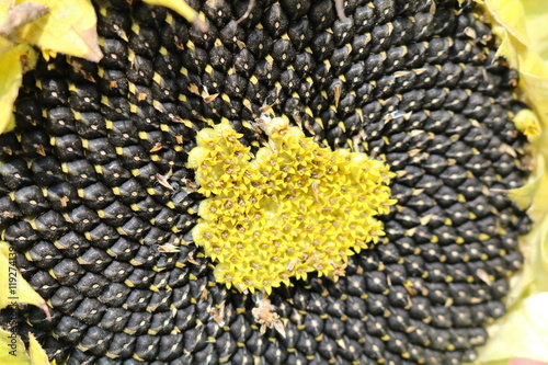 Oil seed sunflower (Helianthus)