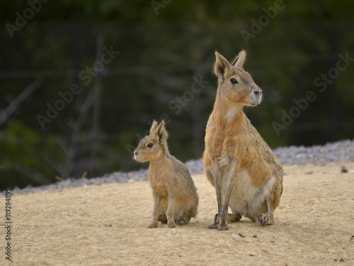 Patagonian mara and young (Dolichotis patagonum) seated on sand