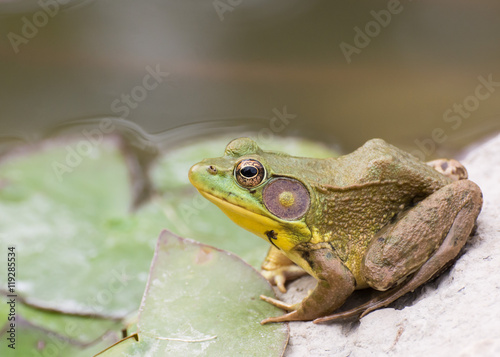 Bullfrog sitting in the water in a swamp.