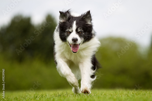 Happy and smiling Border Collie dog running