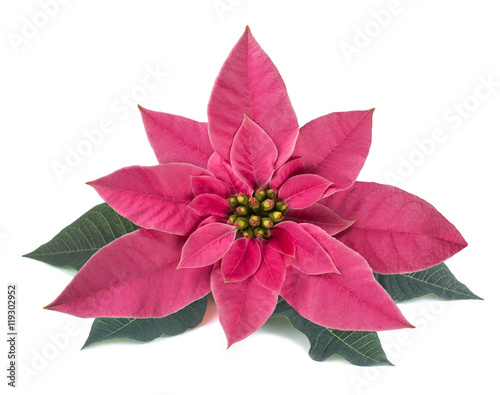 Pink poinsettia (Winter rose)