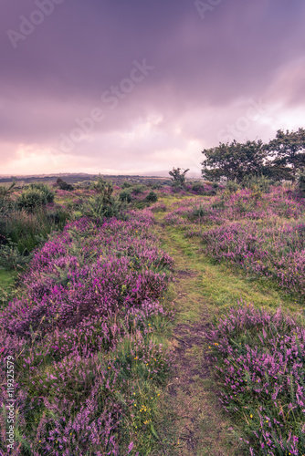 Heather blooming at early autumn