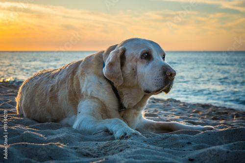 Old yellow dog Labrador Retriever is lying on the beach while sunset in the summertime, Poland, orange sky and blue sea