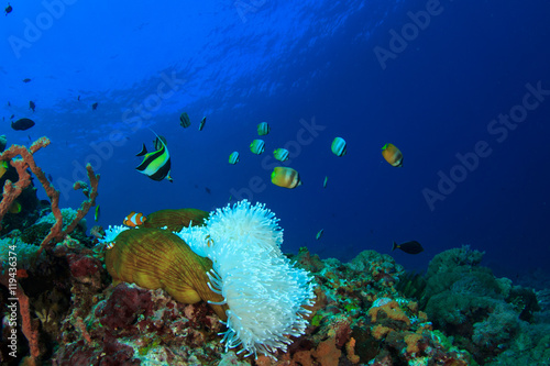 Coral reef and fish. Sea Anemone and Clownfish