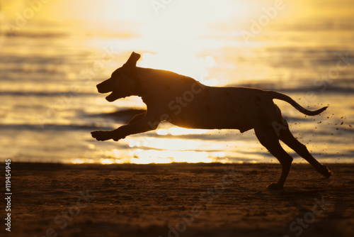 dog silhouette at sunset on a beach