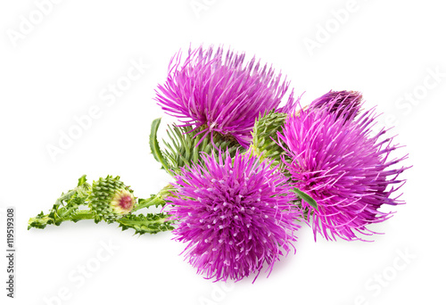 Purple flower of carduus with green bud isolated on a white background. Design element for product label, catalog print, web use.