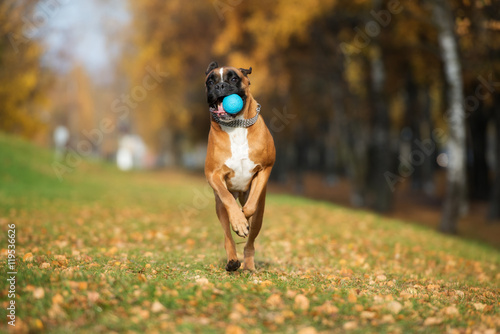 happy boxer dog running outdoors in autumn