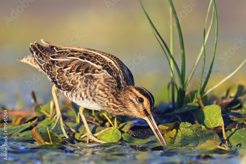snipe gets food from under the mud